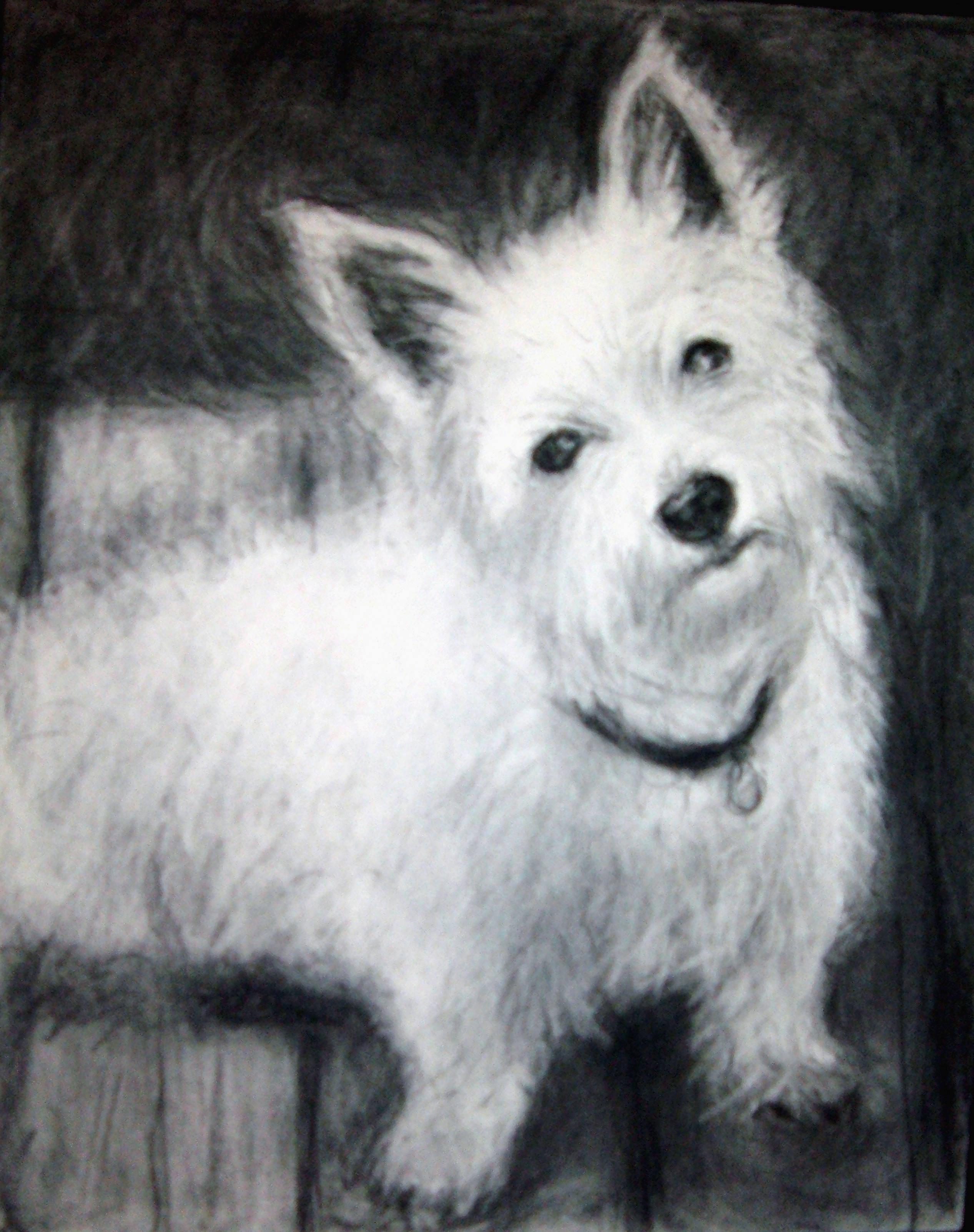 Olivia Westie dog charcoal drawing