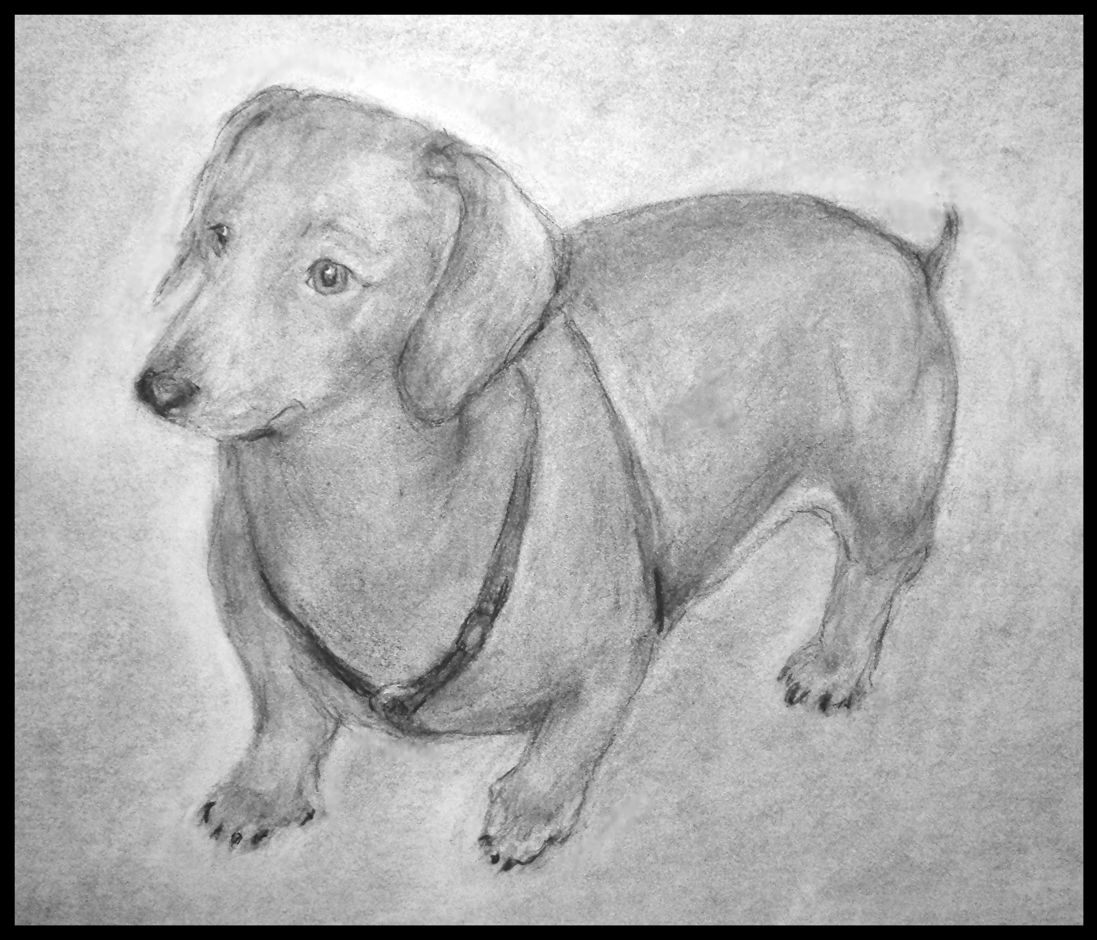 Drawing of a dachshund, charcoal on paper